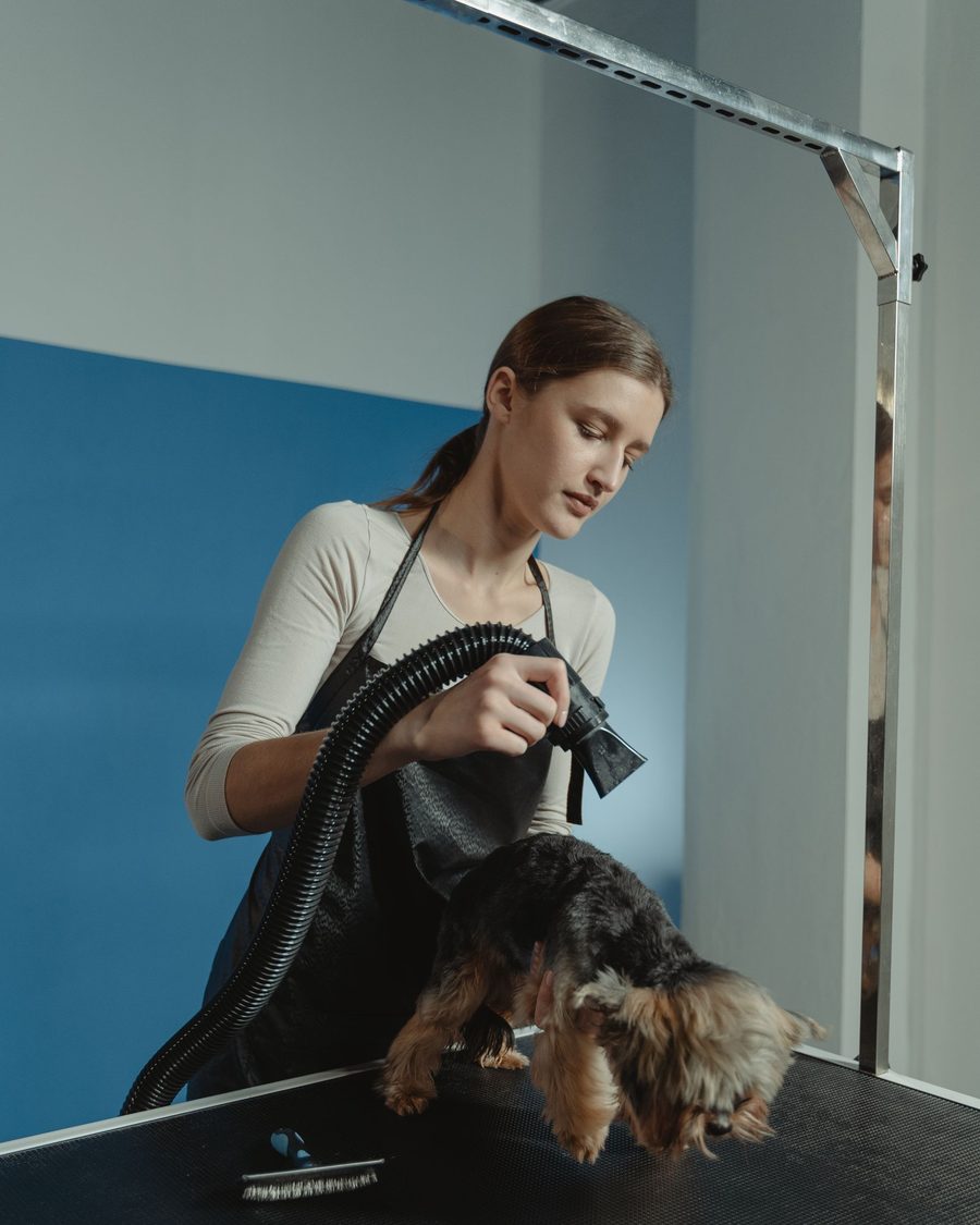A groomer blow-drying a Yorkie at the table