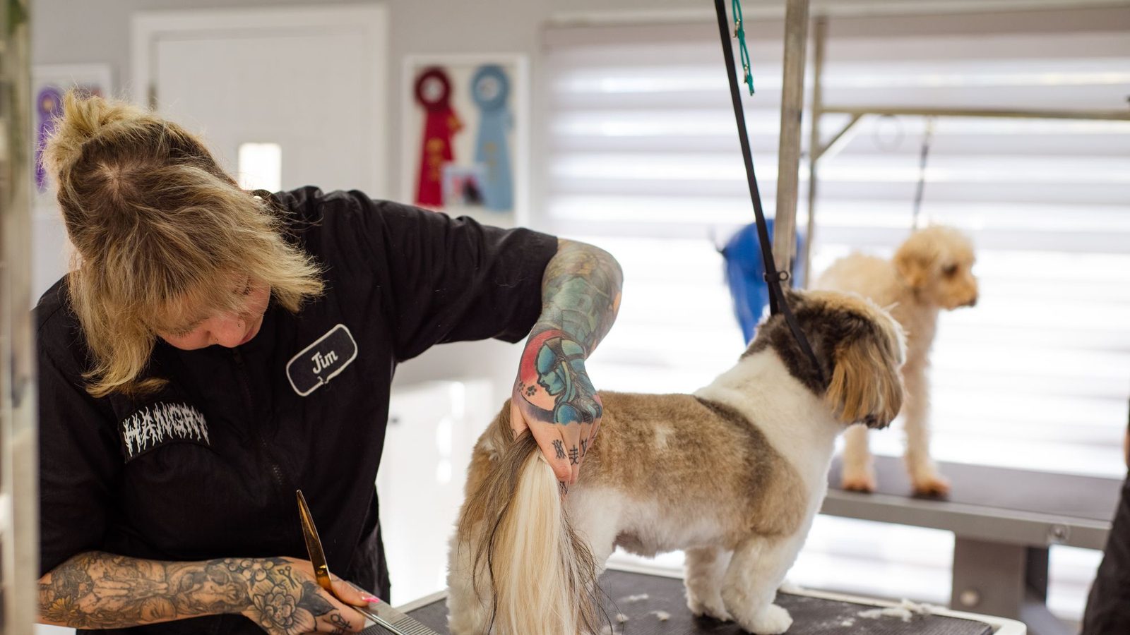 A groomer scissoring a Shih Tzu on the table in a working salon