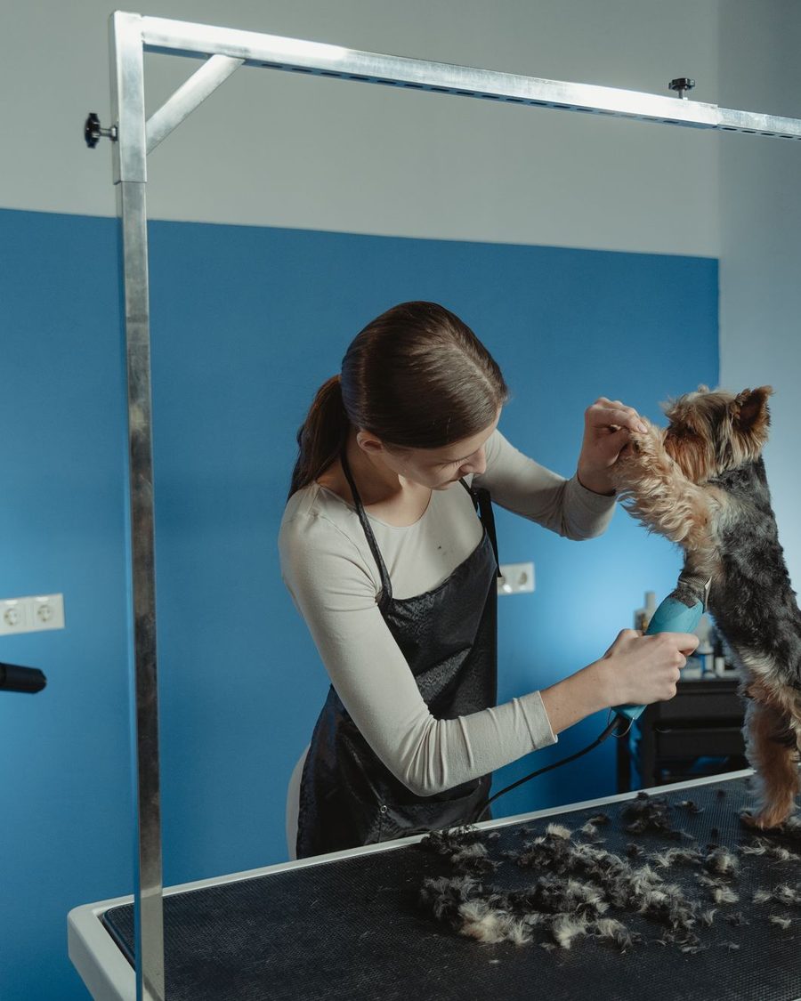 A student clipping a Yorkie at the grooming table
