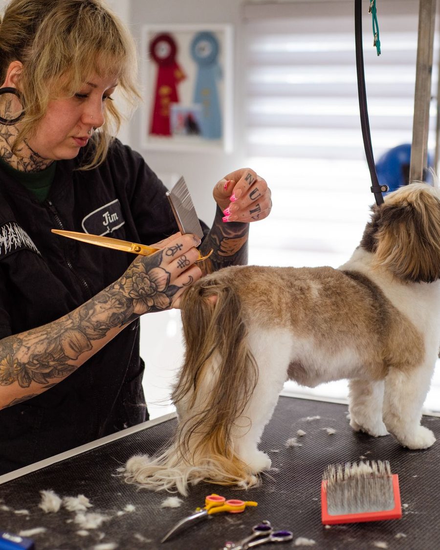 Hand-scissoring a coat at the grooming table