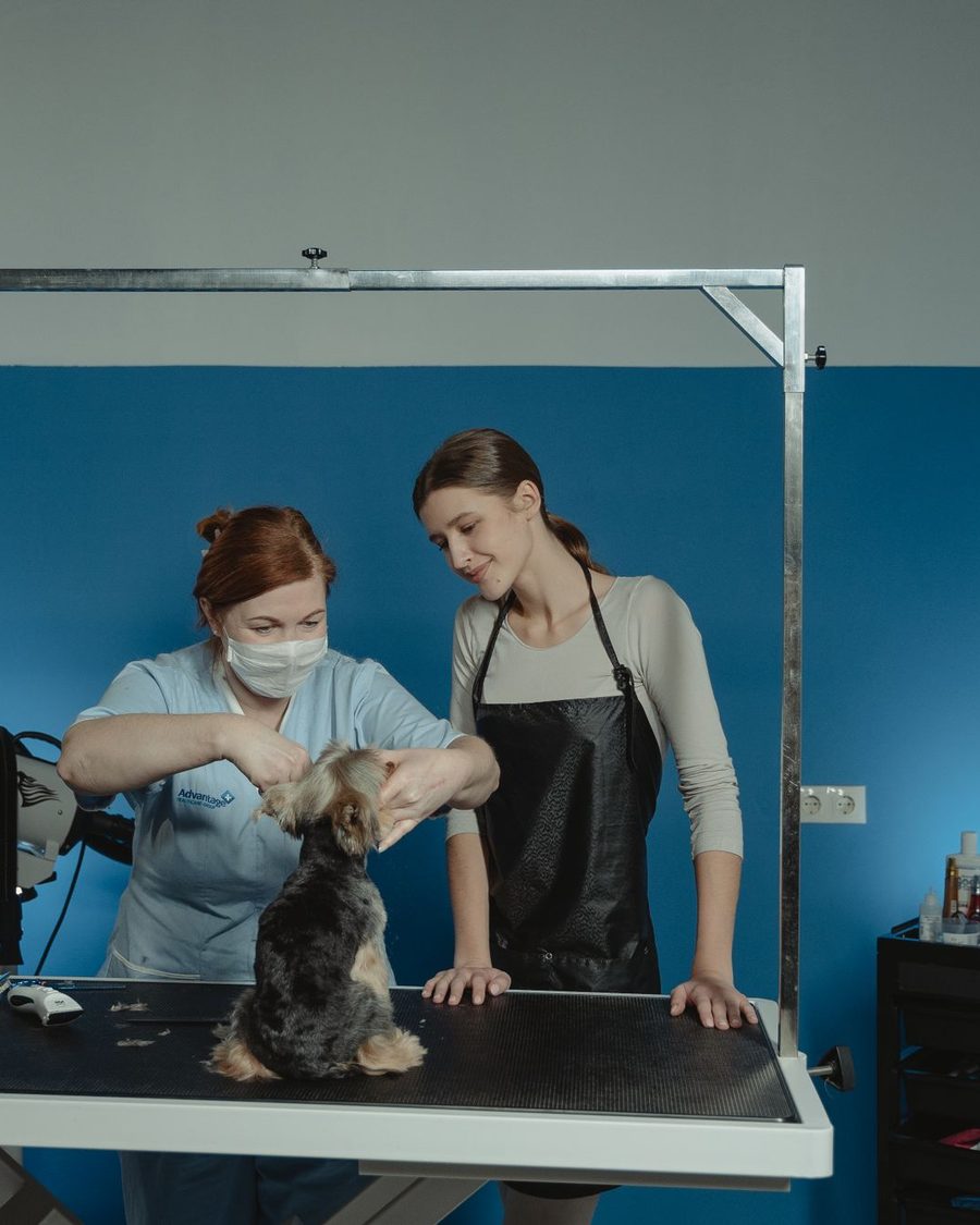 Instructor and student working on the same dog at the table