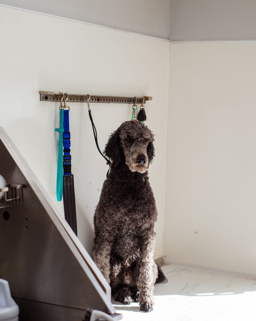 A standard poodle waiting on the table in the salon